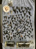 Haaientanden collectie uit de Noordzee, Ophalen of Verzenden