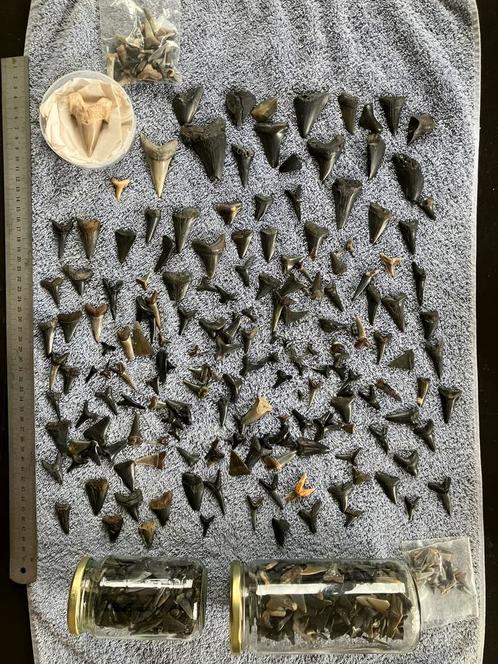Haaientanden collectie uit de Noordzee, Verzamelen, Mineralen en Fossielen, Ophalen of Verzenden