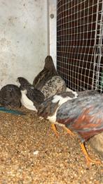 Vogels, Animaux & Accessoires, Volatiles