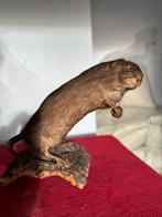 Zeer oud opgezette rat met noot, Ophalen of Verzenden