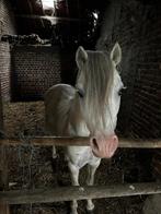 Welsh pony hengst, Dieren en Toebehoren, Pony's, Gechipt, A pony (tot 1.17m), 3 tot 6 jaar, Recreatiepony