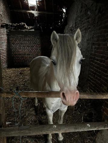 Welsh pony hengst, Vermifugé, Débourré, Poney de récréation, Poney A (jusqu'à 1.17 m)