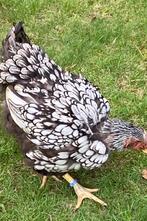 Nog zilverzwarte Wyandotte, Dieren en Toebehoren, Pluimvee, Vrouwelijk, Kip