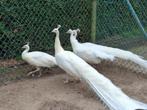 Volwassen mooie witte pauwen. Per koppel