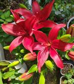 Lilium ( Lilie) Asiaticus Rood, Tuin en Terras, Halfschaduw, Zomer, Vaste plant, Ophalen of Verzenden