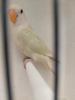 Agapornis roseicollie Man 2025, Dieren en Toebehoren, Geringd