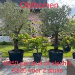 Olijfbomen olea europaea aan stuntprijzen!, Tuin en Terras, Ophalen