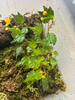 Begonia prismatocarpa, Dieren en Toebehoren, Ophalen of Verzenden, Nieuw, Tak, Plant, Rots of Steen