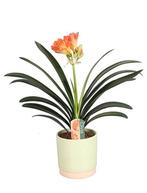 Clivia, Huis en Inrichting, Kamerplanten, Ophalen of Verzenden