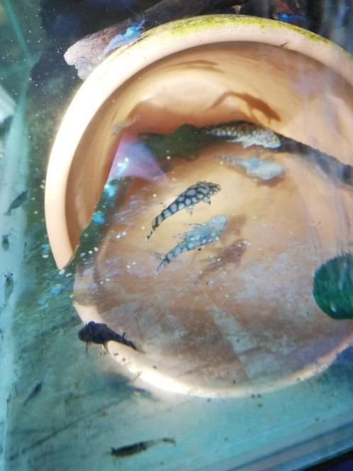 Mooie gemarmerde Ancistrus Rio Paraguay jongen, Dieren en Toebehoren, Vissen | Aquariumvissen, Zoetwatervis, Vis