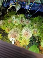 Limnophila Heterophylla, Ophalen, Nieuw, Plant(en), Steen of Hout