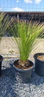 Dasilirion longisimum palm L, Ophalen