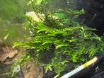 Christmas mos Vesicularia, Plant(en), Steen of Hout