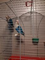 1 koppel dwergpapegaaien, Plusieurs animaux, Perroquet nain ou Inséparable