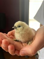 Poulets blancs à soie âgés de 6 jours