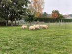 Schapen rammen, Dieren en Toebehoren