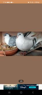 afghanse duiven, Dieren en Toebehoren