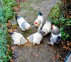 Brahma krielhanen, Dieren en Toebehoren, Mannelijk, Kip