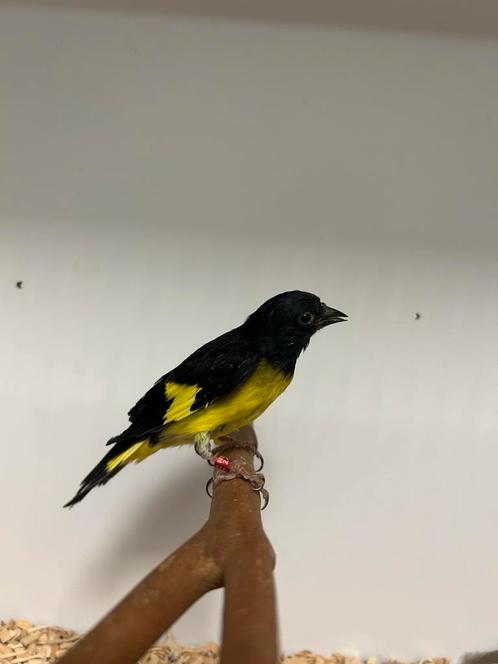 2-4 geelbuik sijzen ( in nl ), Dieren en Toebehoren, Vogels | Overige Vogels, Tropenvogel, Meerdere dieren, Geringd
