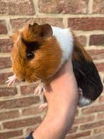 Cavia zeugjes, Dieren en Toebehoren, Knaagdieren, Juni, Cavia, Tam
