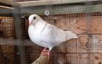 Koppel duiven 2025, Dieren en Toebehoren, Vogels | Duiven
