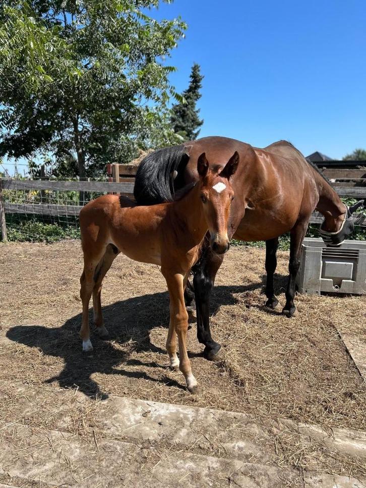 Veelbelovend hengstenveulen, Dieren en Toebehoren, Paarden, Hengst, Onbeleerd, 165 tot 170 cm, 0 tot 2 jaar, Springpaard, Met stamboom
