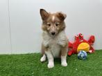 Shetland Sheepdog pups, Dieren en Toebehoren, 8 tot 15 weken, CDV (hondenziekte), Meerdere, Meerdere dieren