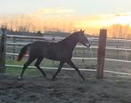 Champion des poulains de Flandre, Animaux & Accessoires, Chevaux, Avec pedigree, Étalon, 0 à 2 ans, Non dressé