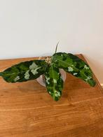 Aglaonema Pictum Tricolor, Ophalen of Verzenden