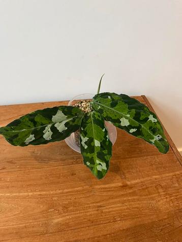 Aglaonema Pictum Tricolor beschikbaar voor biedingen
