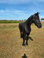 2 friese merrie’s, Dieren en Toebehoren, Paarden, Merrie, Gechipt, Niet van toepassing, Tuigpaard