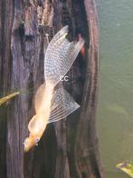 L144 longfin kweekrijpe, Dieren en Toebehoren, Vissen | Aquariumvissen