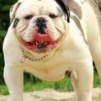 Dekreu oeb Bulldog, Dieren en Toebehoren, CDV (hondenziekte), 3 tot 5 jaar, Bulldog, Reu