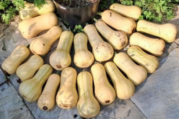 Butternut pompoentjes (Hooglede-Gits) beschikbaar voor biedingen
