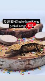 1.0 Knappe leuke Tricolor wimpergekko man, Animaux & Accessoires, Lézard, Domestique, 0 à 2 ans