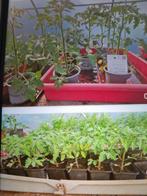 Tomatenplanten 3 soorten. 0,5euro/stuk, Ophalen, Eenjarig, Groenteplanten, Volle zon