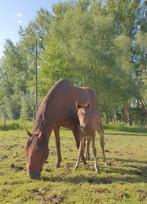 Jument  et sont Poulin, Vermifugé, Moins de 160 cm, Ne s'applique pas, Cheval de récréation