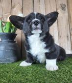 Gilet Welsh Corgi pour chiots/Chiots Corgi, Animaux & Accessoires, Autres races, Plusieurs, Hépatite contagieuse (maladie de Rubarth)