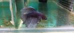 Betta halfmoon mannen, Poisson, Poisson d'eau douce
