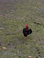 Serama haantjes, Dieren en Toebehoren, Mannelijk, Kip