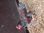 Barnevelder, Dieren en Toebehoren