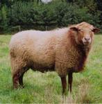 Ardense voskop ram
