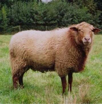Bélier à tête de renard des Ardennes
