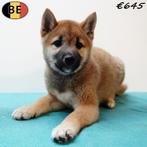 Shiba Inu reutje - Belgische pup te koop, Dieren en Toebehoren, Honden | Poolhonden, Keeshonden en Oertypen, België, CDV (hondenziekte)