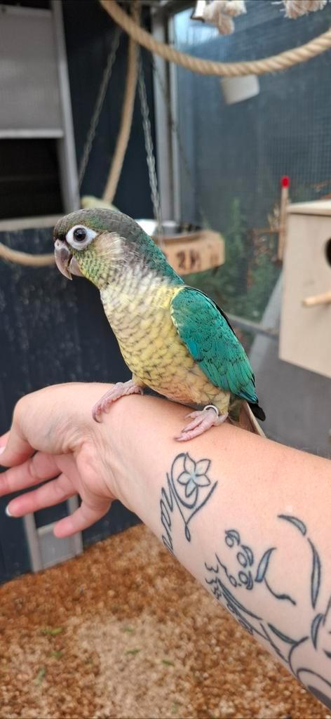 Pyrrhura molinea koppel, Dieren en Toebehoren, Vogels | Parkieten en Papegaaien, Geringd
