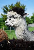 Grijze alpaca hengst, Dieren en Toebehoren, Juli, Mannelijk
