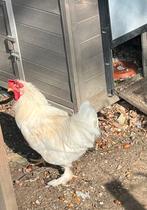 Witte haan, Dieren en Toebehoren, Pluimvee, Mannelijk, Kip