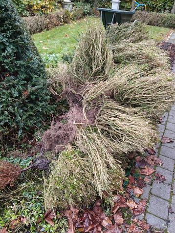 8 meter buxushaag zonder ziekte te Turnhout  beschikbaar voor biedingen