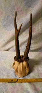 Une Tête de Bois de cervidés cerf biche ...., Verzamelen, Dierenverzamelingen, Ophalen of Verzenden, Hert