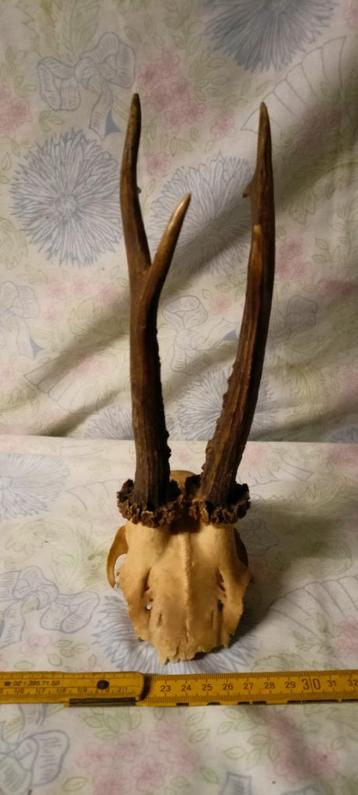 Une Tête de Bois de cervidés cerf biche ...., Enlèvement ou Envoi, Cerf